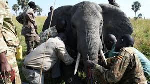 Grief As Elephants Kill Ranger In Murchison Falls Park