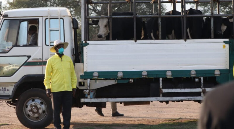 Well Done: Kasese NRM Leaders Gift Museveni With Full Truck Of Cows For His Effective Leadership