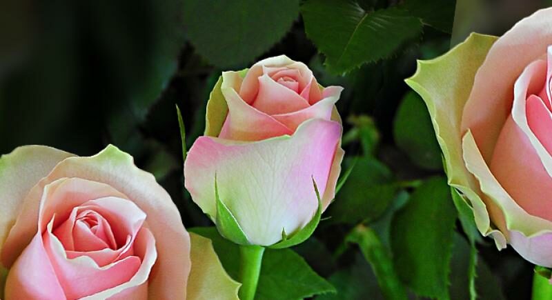 Is It About Decoration? Here Is Why Premier Roses Should Be Your Festive Season Flowers Hub