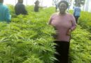 Cannabis & Money: An Insider Look Into This Multi-Billion Dollar Business That Uganda Has Continuously Ignored