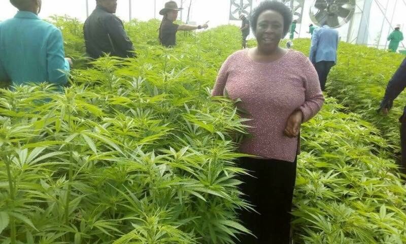 Here Is How Cannabis Growing Can Transform Uganda Into Middle Income State, Create 6208 Jobs In One Year