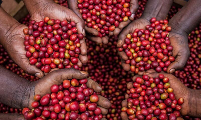 UCDA: Aided By Good Weather, Uganda Coffee Exports Surge In 2020