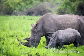 Grief: Uganda’s Mother Rhino Nandi Dies At 22!