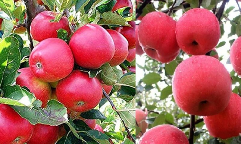 Apple Planting: Here Is How To Boost Your Income Through Apple Farming