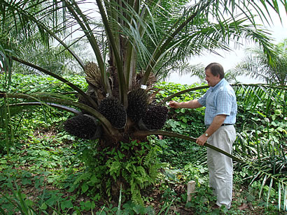 Uganda Targets Doubling Palm Oil Production With Second Estate