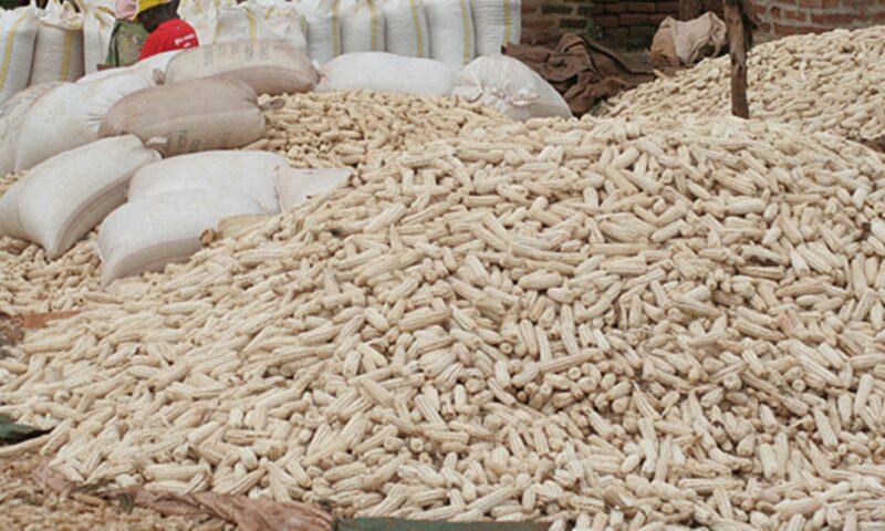 This Time Not Kenya: S.Sudan Impounds Over 40tonnes Of Ugandan Maize Over High Levels Of Aflatoxins