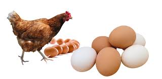 Poultry Farming: Factors To Consider Before Starting The Farm