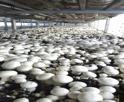 Farmer’s Guide: Pasteurization Can Help You Curb Mushroom Pests