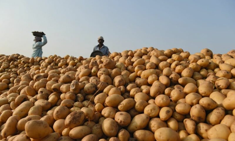Wondering How To Curb Multiple Losses In Potato Farming? Practice The Following & Mint Millions