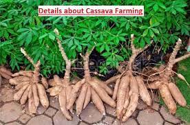 Are You Planning To Grow Cassava On Commercial Scale? Fulfil It With These Tips