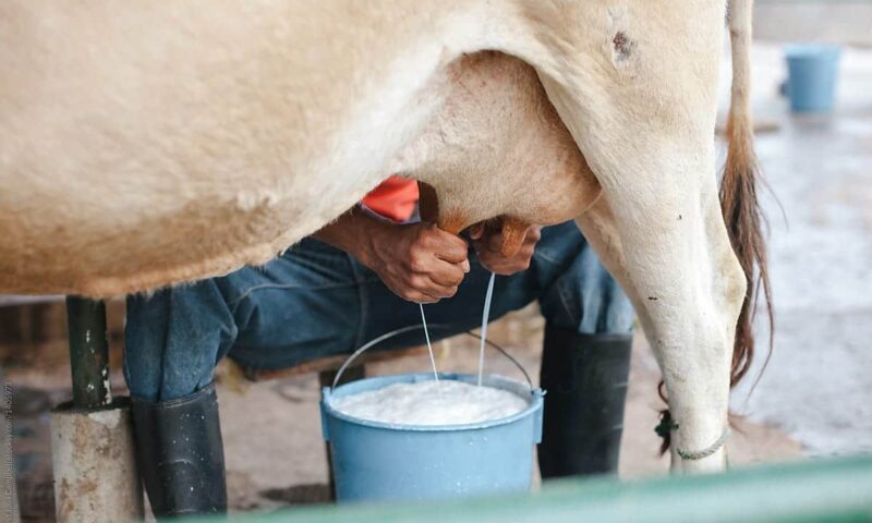 Farmers Guide: Increase Your Earnings Through Maximum Milk Production, Here Is How