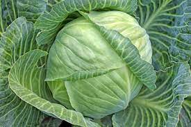 Farmers Guide: Limit Losses In Cabbage Farming By Practicing The Following Steps