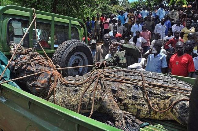 Bloodthirsty Crocodile Named After ‘Osama Bin Laden’ Terrorizes Village, Kills 80 People In Uganda