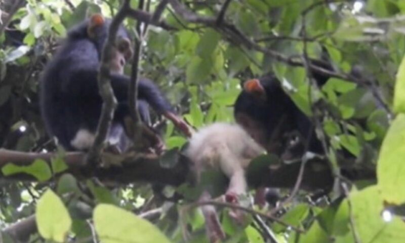 Sad: Albino Chimp Baby Murdered By Its Elders Days After Rare Sighting In Budongo Forest