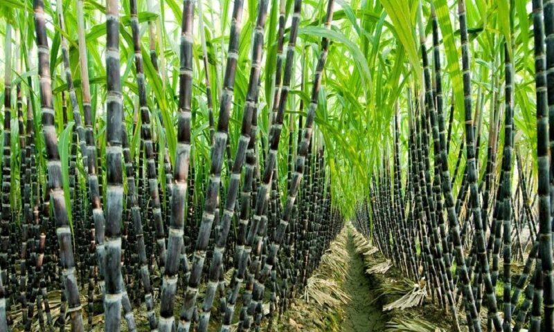 Farmers Guide: Here Are Harvesting Steps In Sugar Cane Farming