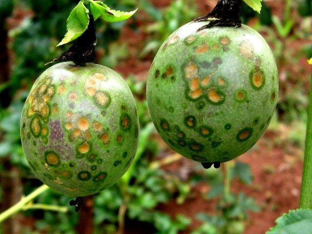 Farmer’s Guide: Why Does Passion Fruit Rot On Plant?