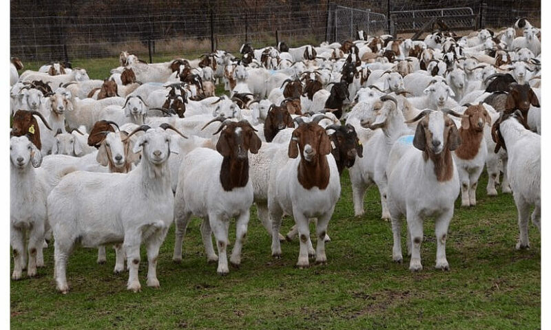 Want To Become Successful Goat Farmer? Here Is What To Consider Before Setting Up Your Farm