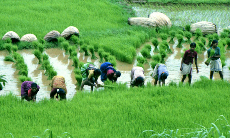 Famer’s Guide: Drip Irrigation Can Reduce The Vast Footprint Of Rice Cultivation