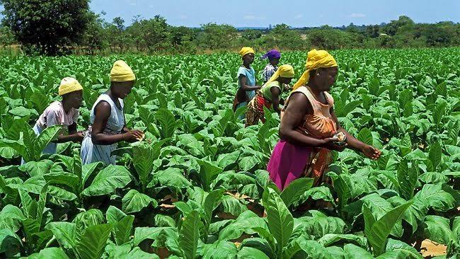 Compensation Of Bunyoro Tobacco Farmers To Kick Off In Two Weeks-Gov’t