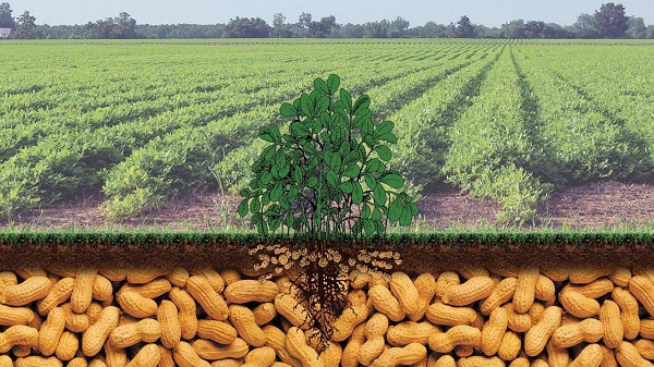Farmer’s Guide: Grow & Reap Big From G.nuts Framing