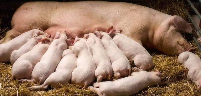 Farmer’s Guide: Pig Farming Is Something You Need To Try, Here Is The Secret