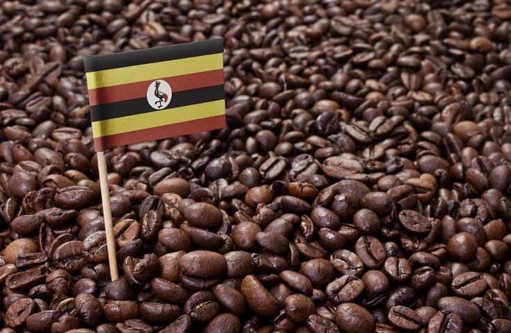 Drought Slashes Uganda’s August Coffee Exports By 29%- UCDA Report