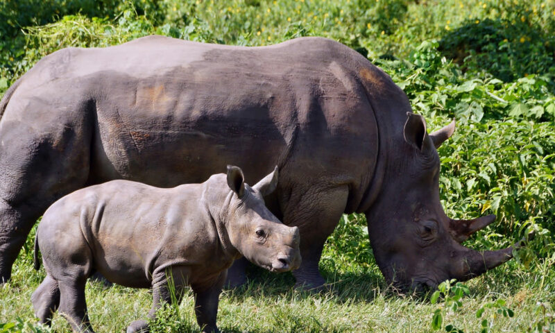 World Rhino Day: Uganda Spearheads Species Comeback