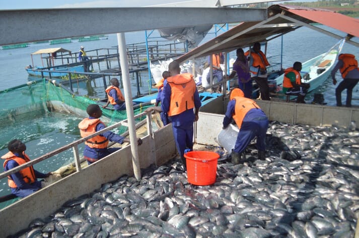 Fish Farmers Irked By Double Taxation, Want Fisheries & Aquaculture Bill Reviewed