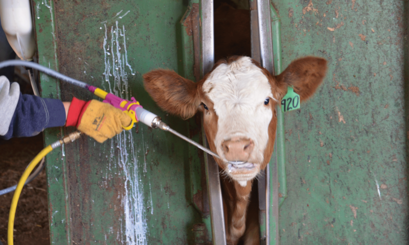 Farmer’s Guide: Why & When Deworm Your Cattle?