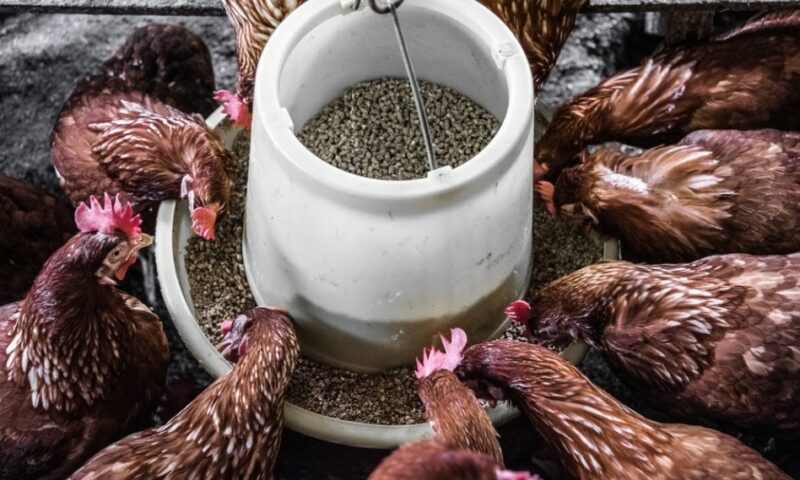 Famer’s Guide: Here Are Best Feeds For Your Poultry