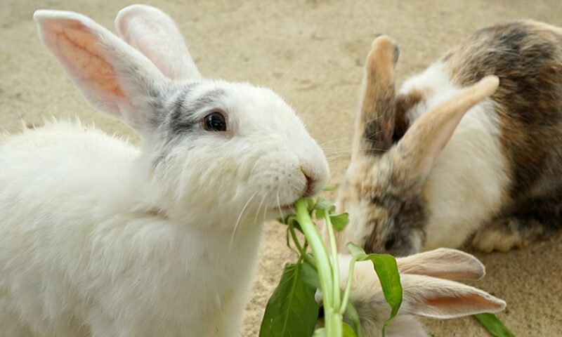 Farmer’s Guide: How Should You Feed Your Rabbit?