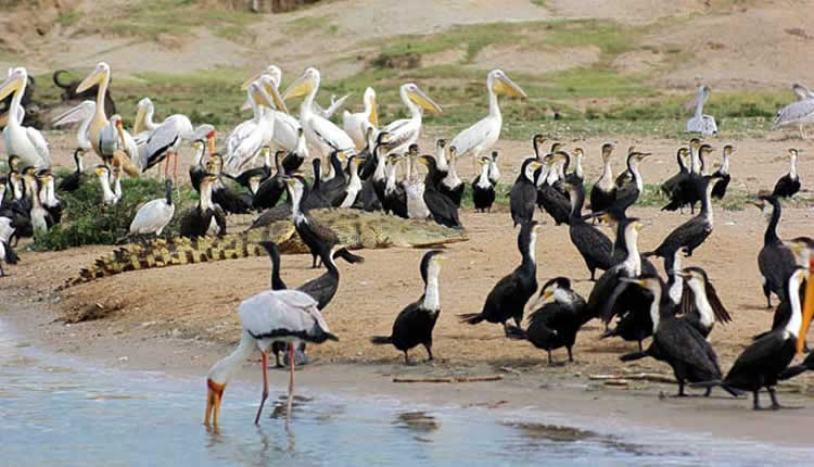 Tourism: Uganda Set To Host 4th African Birding Expo
