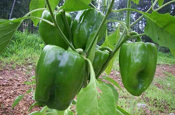 Farmer’s Guide: Green Pepper Farming Should Be Your Favorite, Here Is How To Grow Them