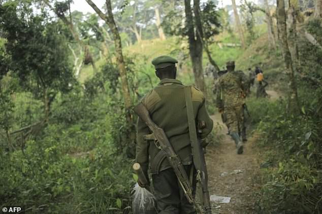 UPDF, FARDC Commandos Deep Inside Thick DRC Forests To Slaughter Pigs Terrorizing Region