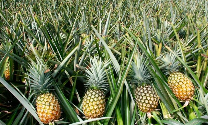Farmer’s Guide: Here Is How You Should Care Up On Your Pineapples