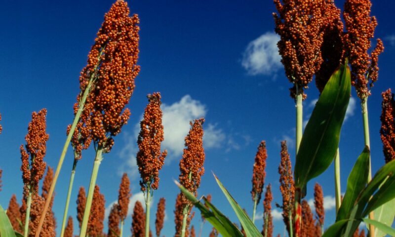 Farmer’s Guide: You Can Actually Double Your Earnings From Soghurm Farming, Just Follow These Procedures