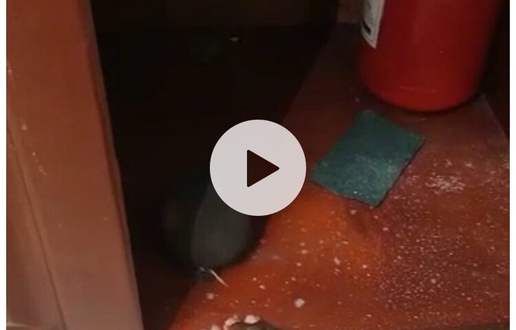 Shocking: After Failing To Kick ULC’s Byenkya Out Of Office Through Court, Mafias Resort To Witchcraft, Watch Video!