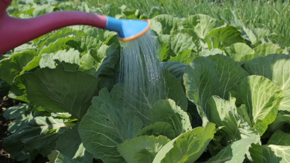 Farmers Guide: Mint Billions By Fertilizing & Watering Your Cabbages This Way!