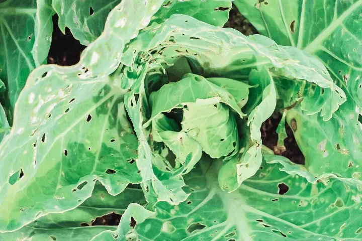 Farmer’s Guide: 8 Organic Ways To Get Rid Of Cabbage Worms & Cabbage Moths