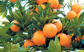 Farmers Guide: Step By Step For Profitable Orange Farming Business