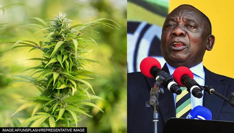 South African King Arrested For Growing Marijuana Outside President’s Office