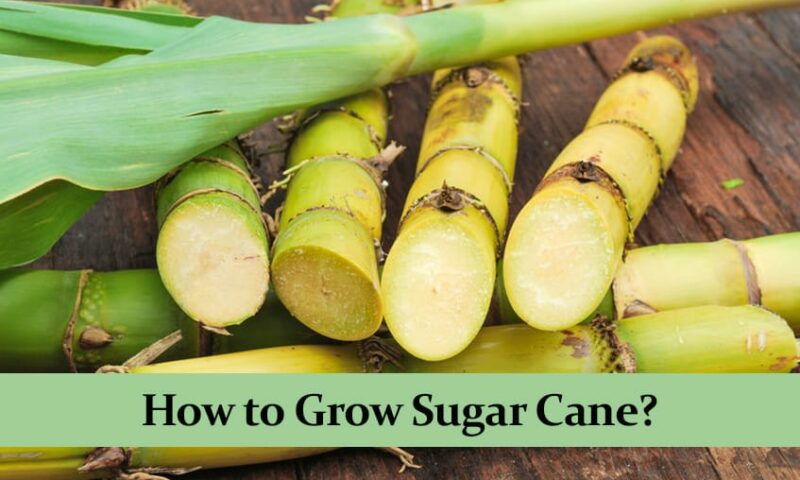 Farmers’ Guide: Plant Your Sugar Canes This Way For Better Yields
