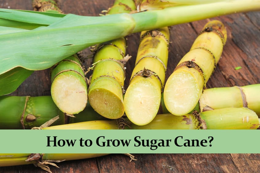 how long to grow sugar cane