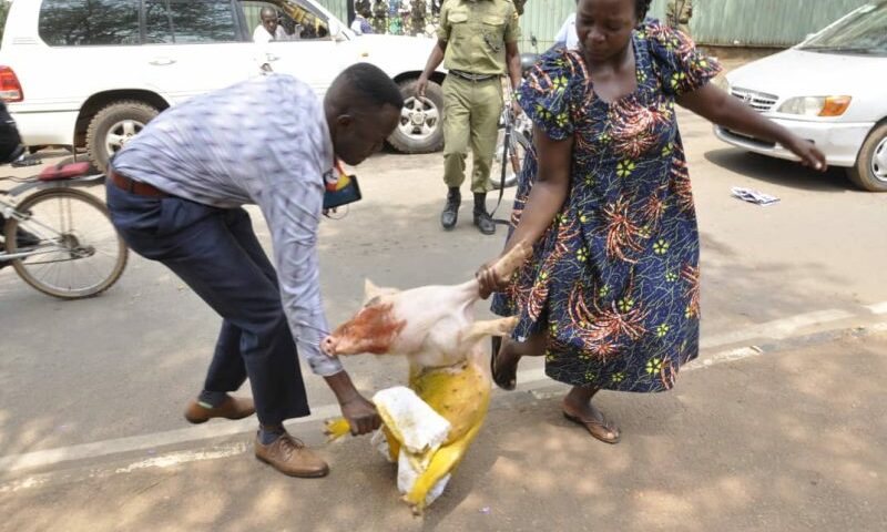 Yellow-Colored Piglet Dropped At Parliament Again!
