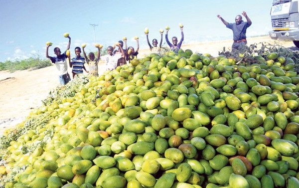 Farmer’s Guide: Grow Your Mango Trees This Way & Earn Big