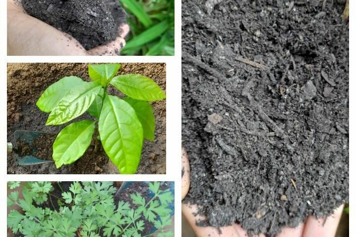 Farmer’s Guide: Here Are Unique Benefits In Cow Dung Manure Compost Leading To Better Yields