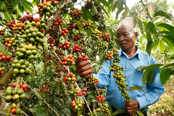 Uganda Coffee Exports Declined By 20% Over Drought-Report