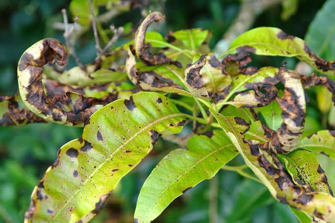 Farmer’s Guide: Here Are Mango Diseases & Tips Of Managing Them