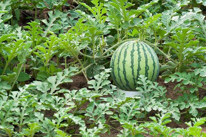 Farmer’s Guide: Here Is How You Should Plant & Care For Watermelon To Reap Big