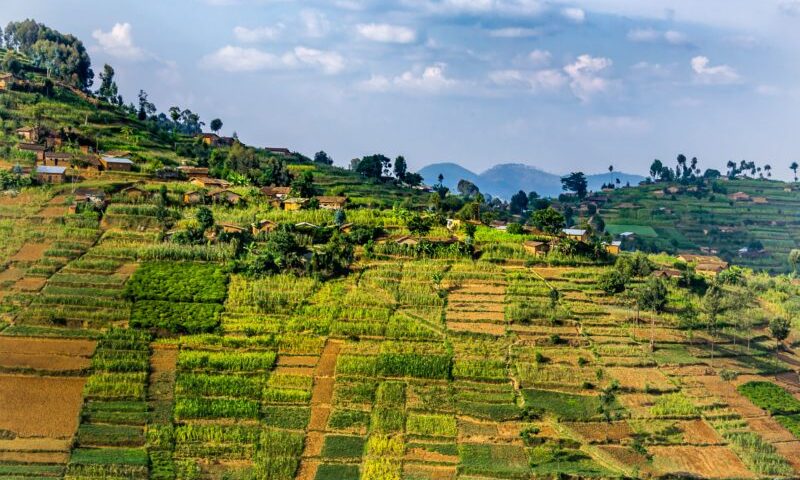 Rwanda Sets 130 Hectares For Mass Cannabis Production, A Lucrative Business Every African Country Should Embrace